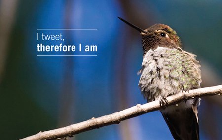 twitter-tweet-bird Social media targeted website traffic twitter tips
