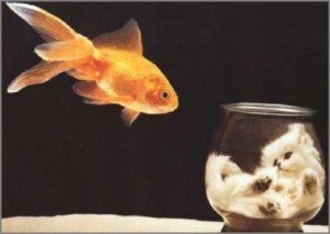 cat-fish-bowl ebay link building outside bowl