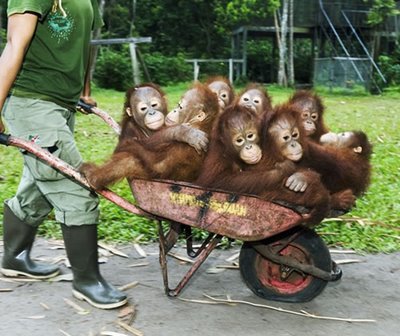 How to Make Twitter More Fun Than a Barrel of Monkeys