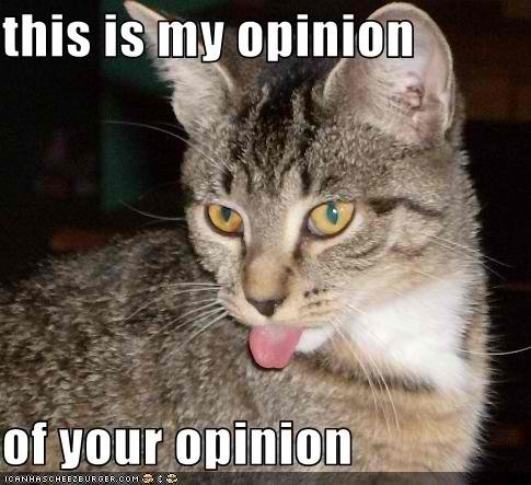 nay sayer cat